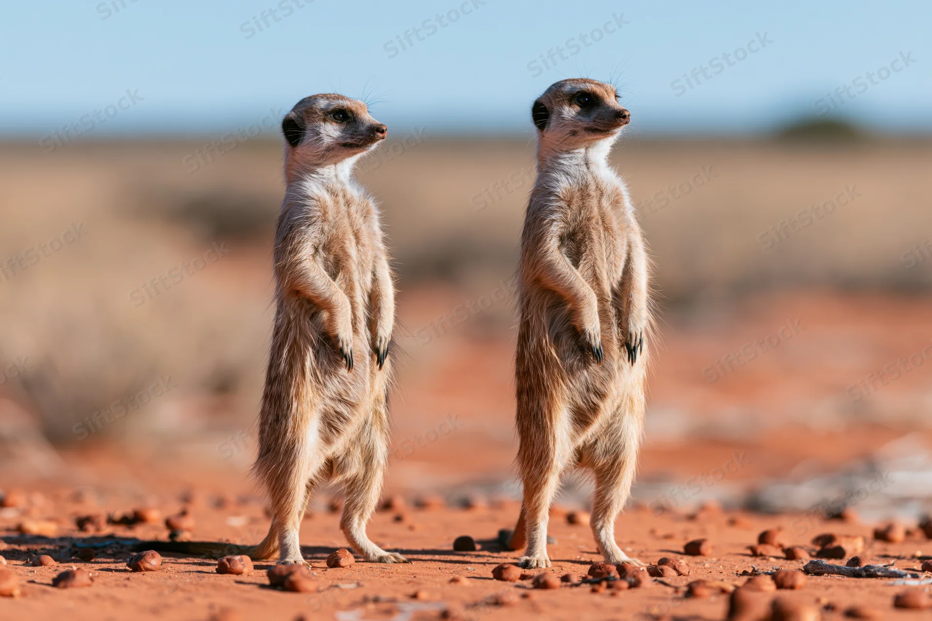 Two meerkats standing upright on red sandy ground in desert habitat