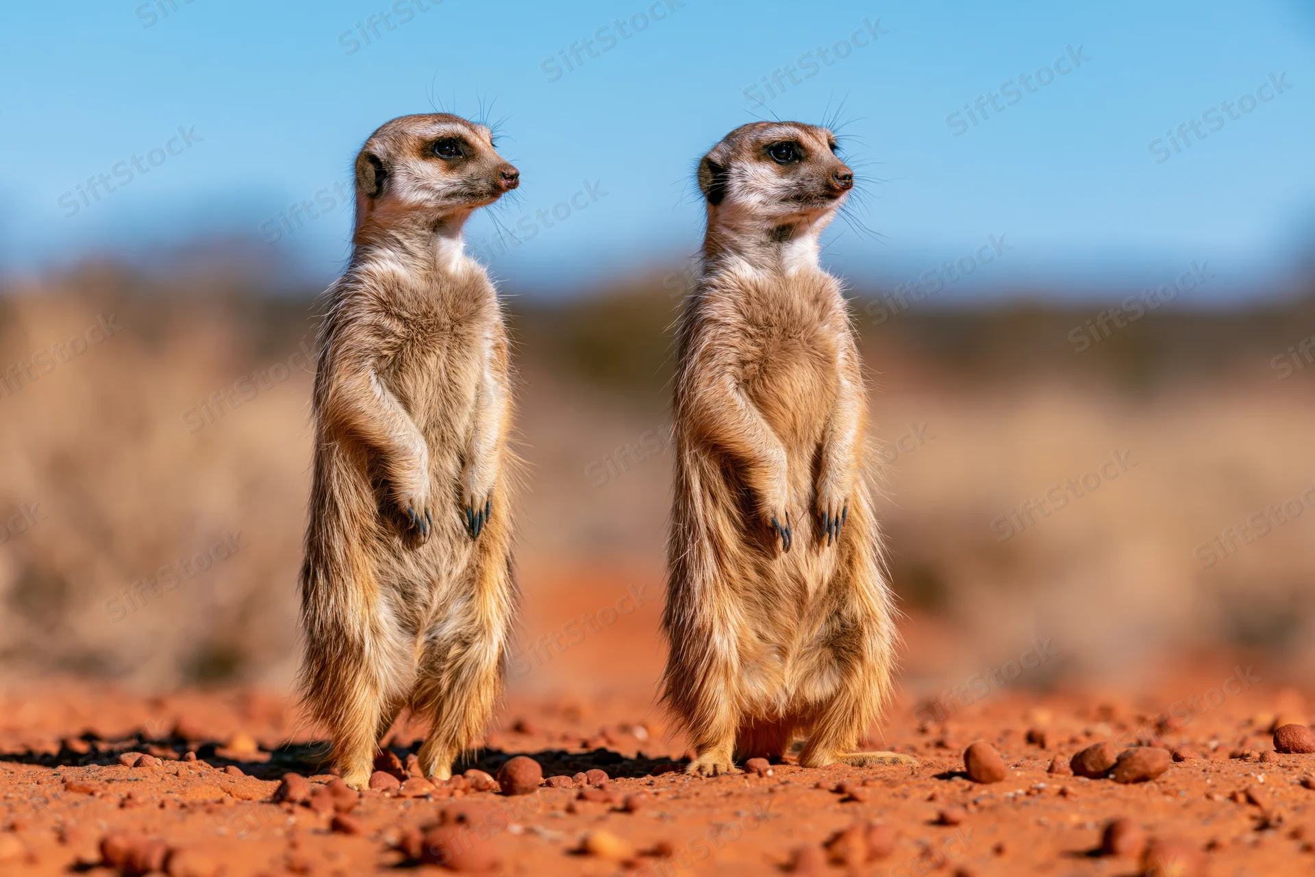 Two meerkats standing upright on red sandy ground in a desert landscape