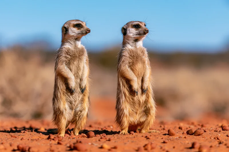 Two meerkats standing upright on red sandy ground in a desert landscape