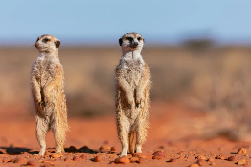 Two meerkats standing upright on red sandy ground in desert habitat