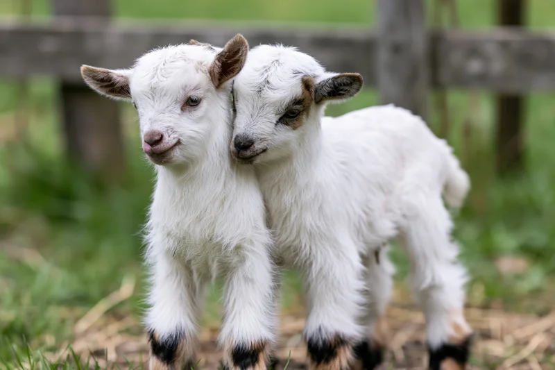 Two newborn pygmy goat kids standing together on a grassy farm pasture near a wooden fence