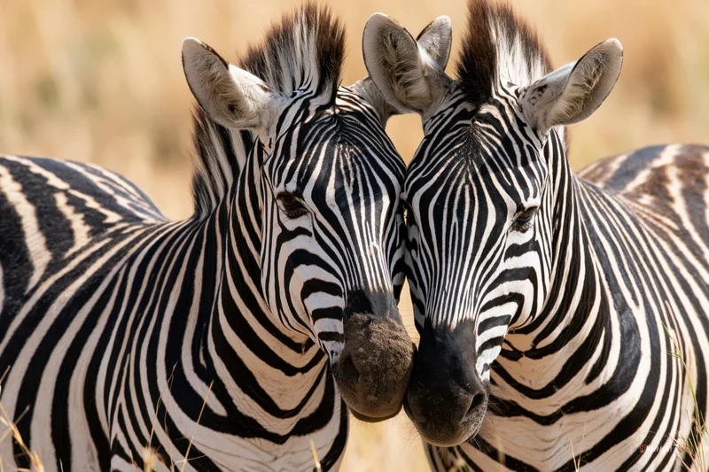 Two plains zebras nuzzling heads together in a grassy savanna field