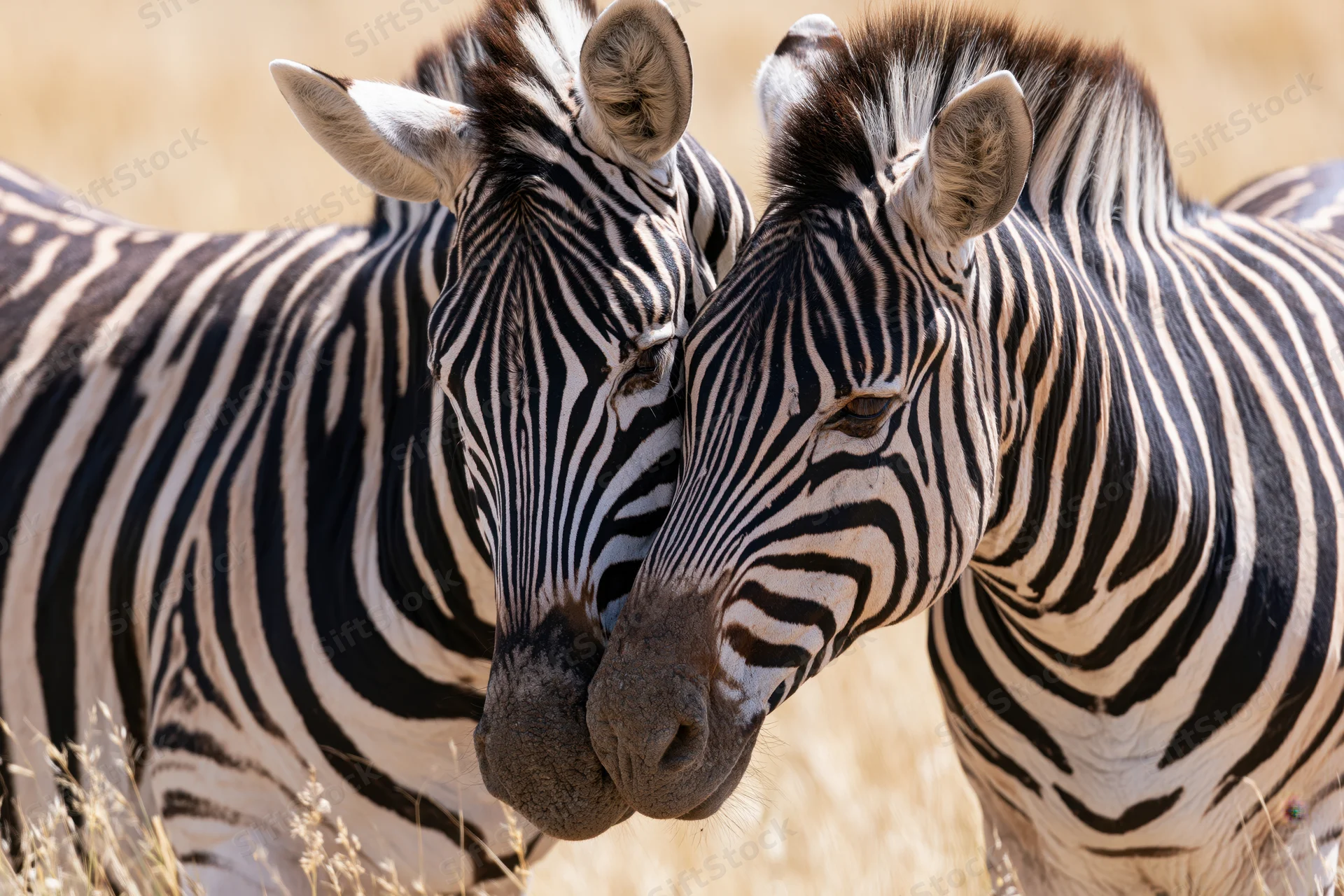 Two plains zebras nuzzling heads together in a dry grassland field