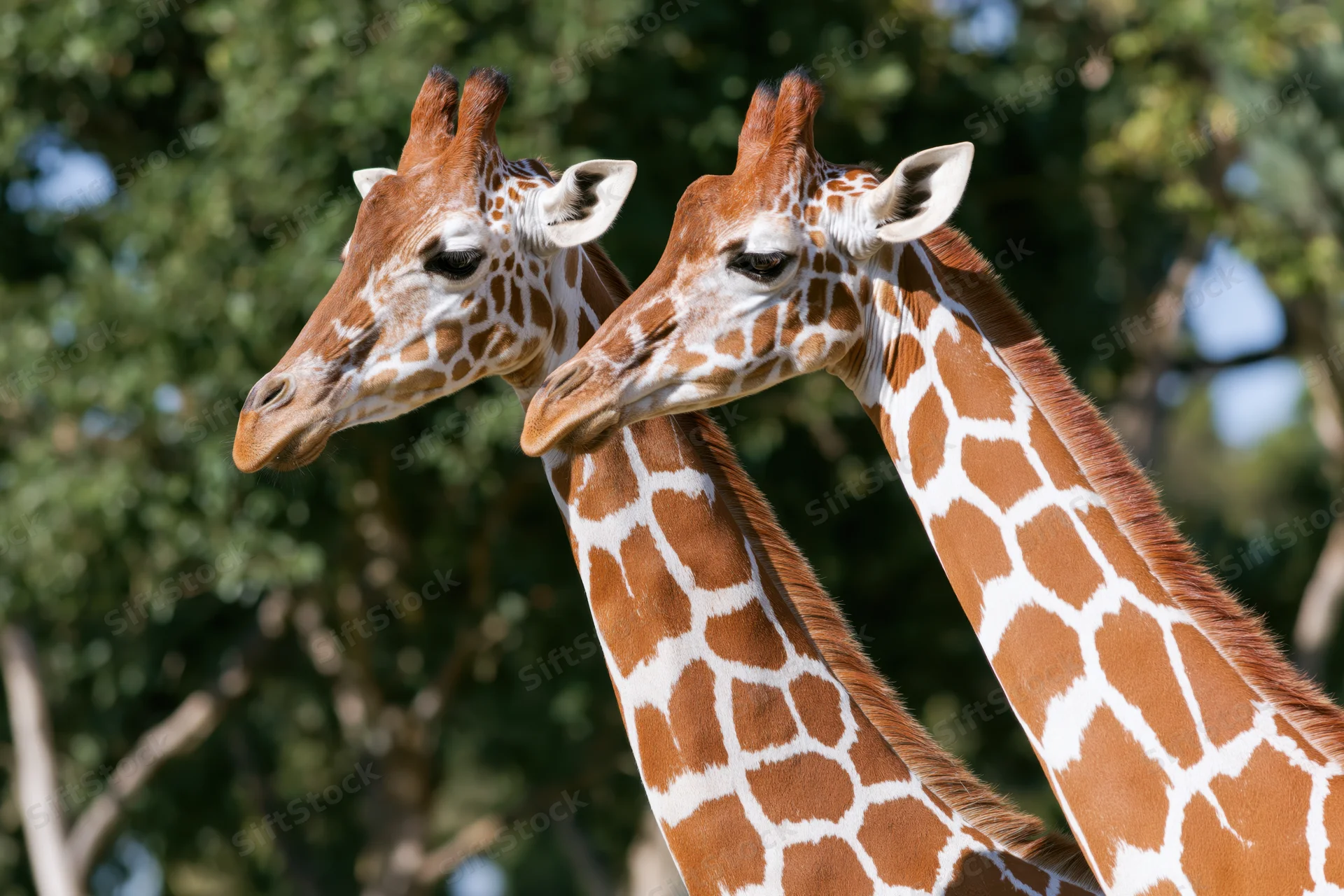 Two reticulated giraffes standing close with necks crossed in a natural setting
