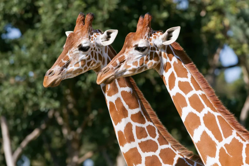 Two reticulated giraffes standing close with necks crossed in a natural setting