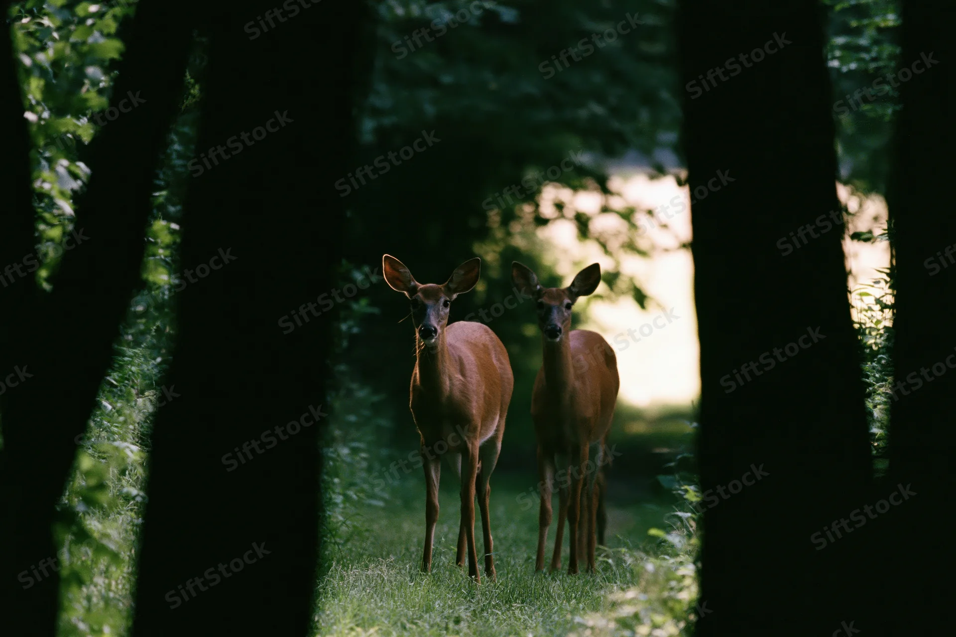 Two white-tailed deer standing alert in a sunlit forest clearing framed by dark tree trunks