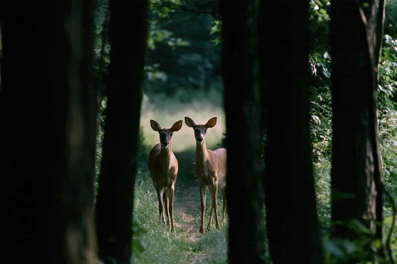 Two white-tailed deer standing alert on a forest path surrounded by trees