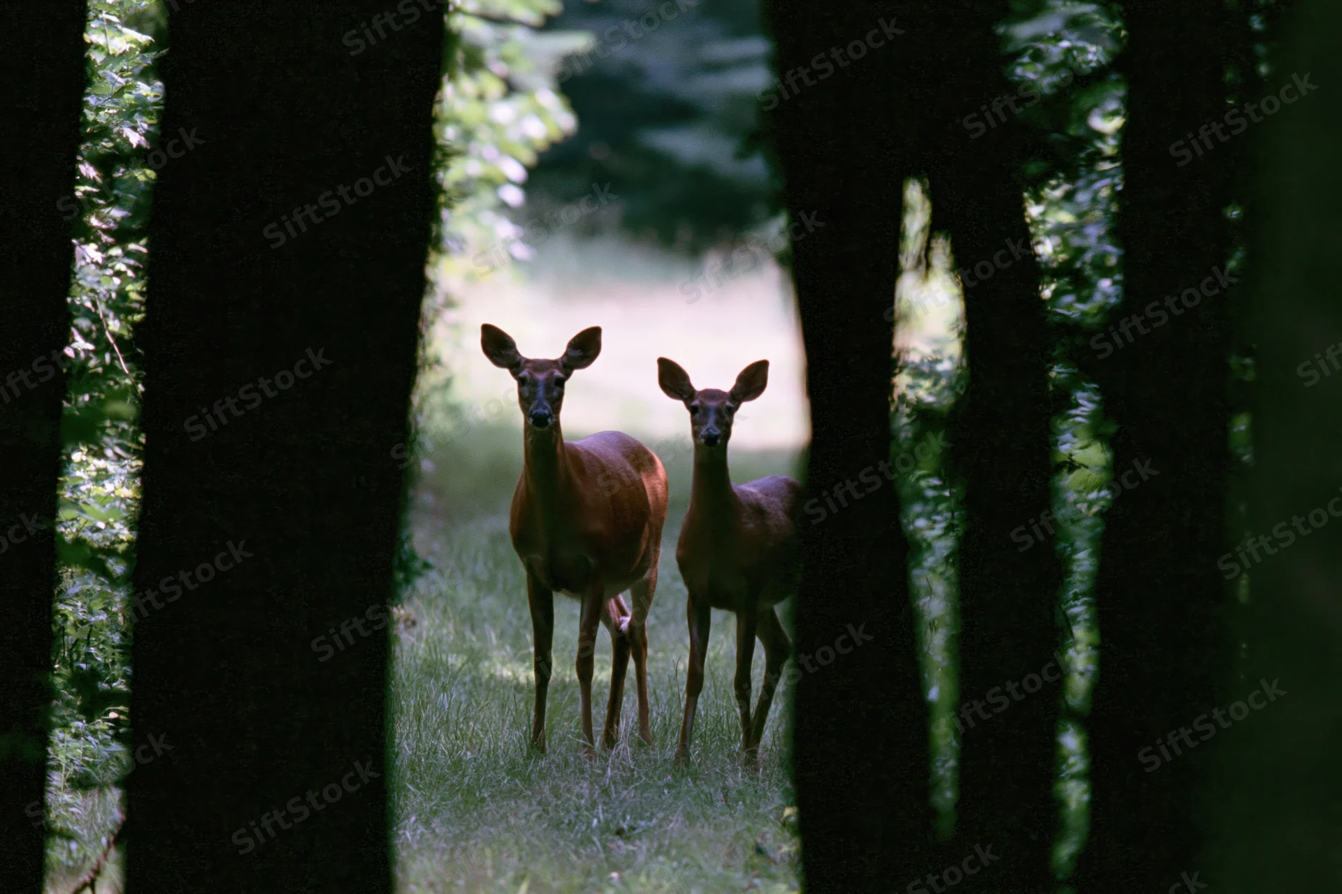 Two white-tailed deer a doe and fawn standing alert in a forest clearing between trees