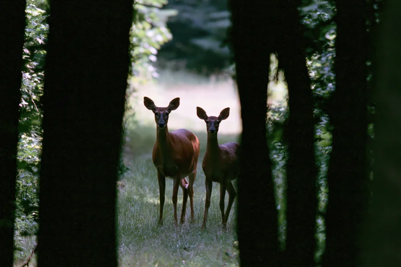 Two white-tailed deer a doe and fawn standing alert in a forest clearing between trees