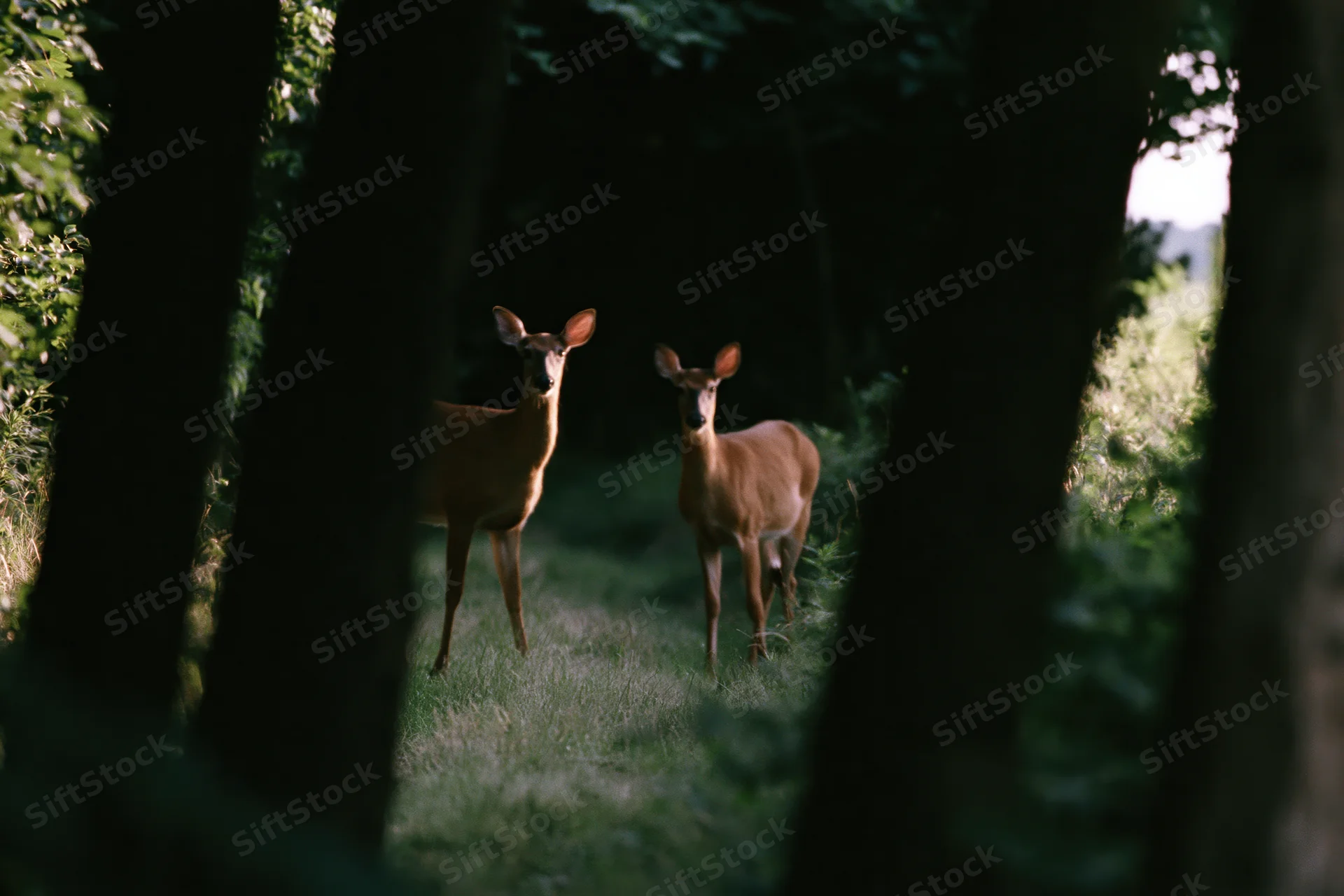 Two white-tailed deer standing alert in a forest clearing among trees