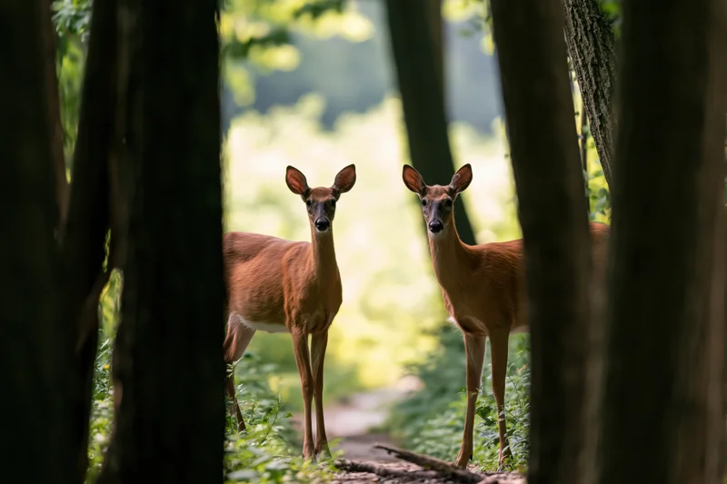 Two white-tailed deer standing alert on a forest path between trees