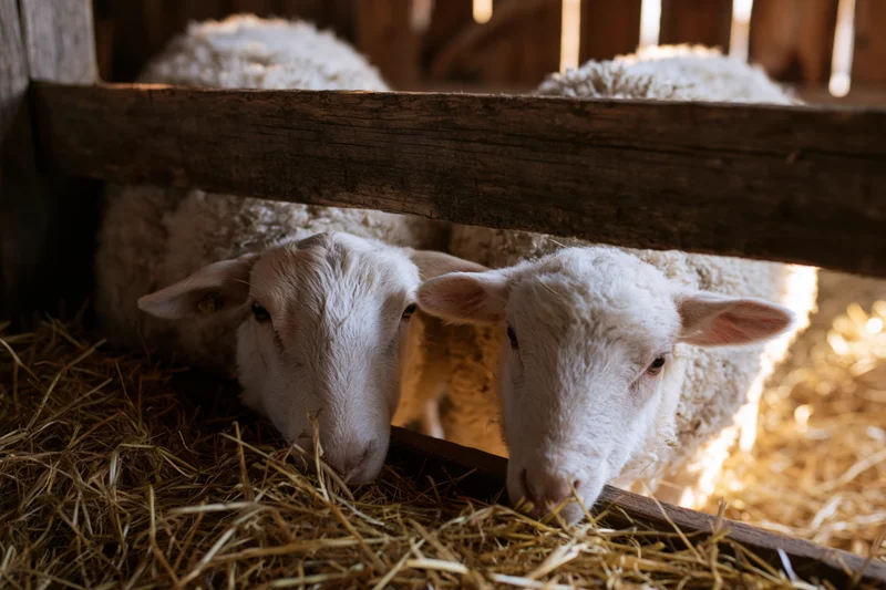Two white sheep and a lamb resting on hay inside a wooden barn enclosure