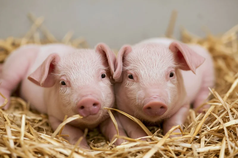 Two young pink piglets resting together in a bed of dry straw