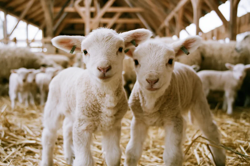 Two young white lambs standing close together on straw in a barn