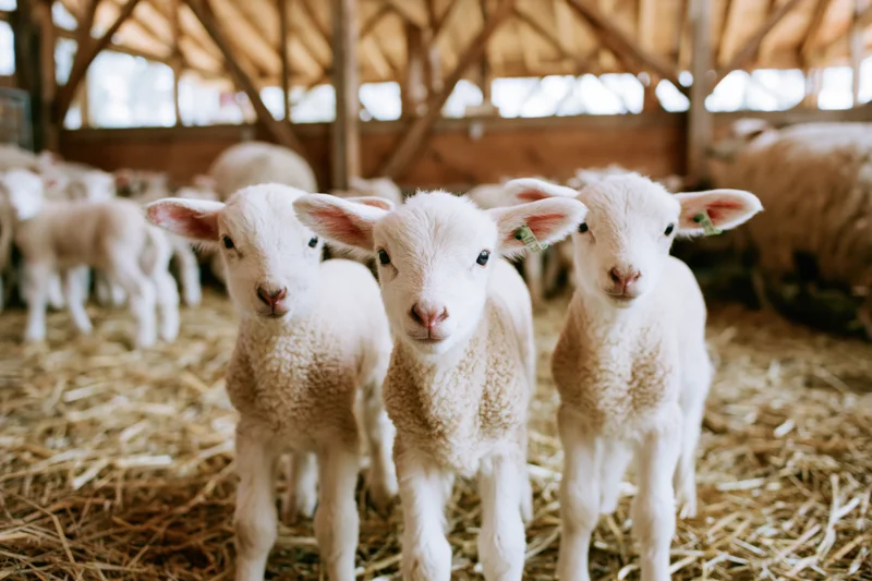 Three young white lambs standing close together looking directly at camera in a barn filled with hay