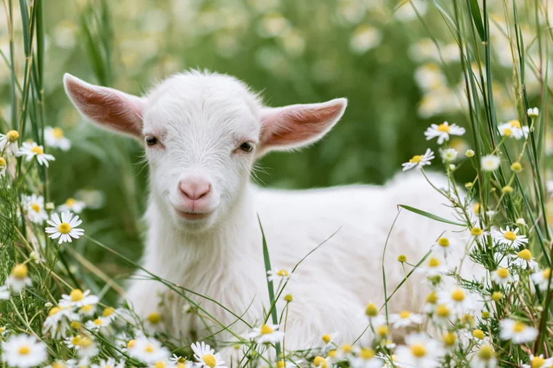 White baby goat resting among wild chamomile daisies in a green field