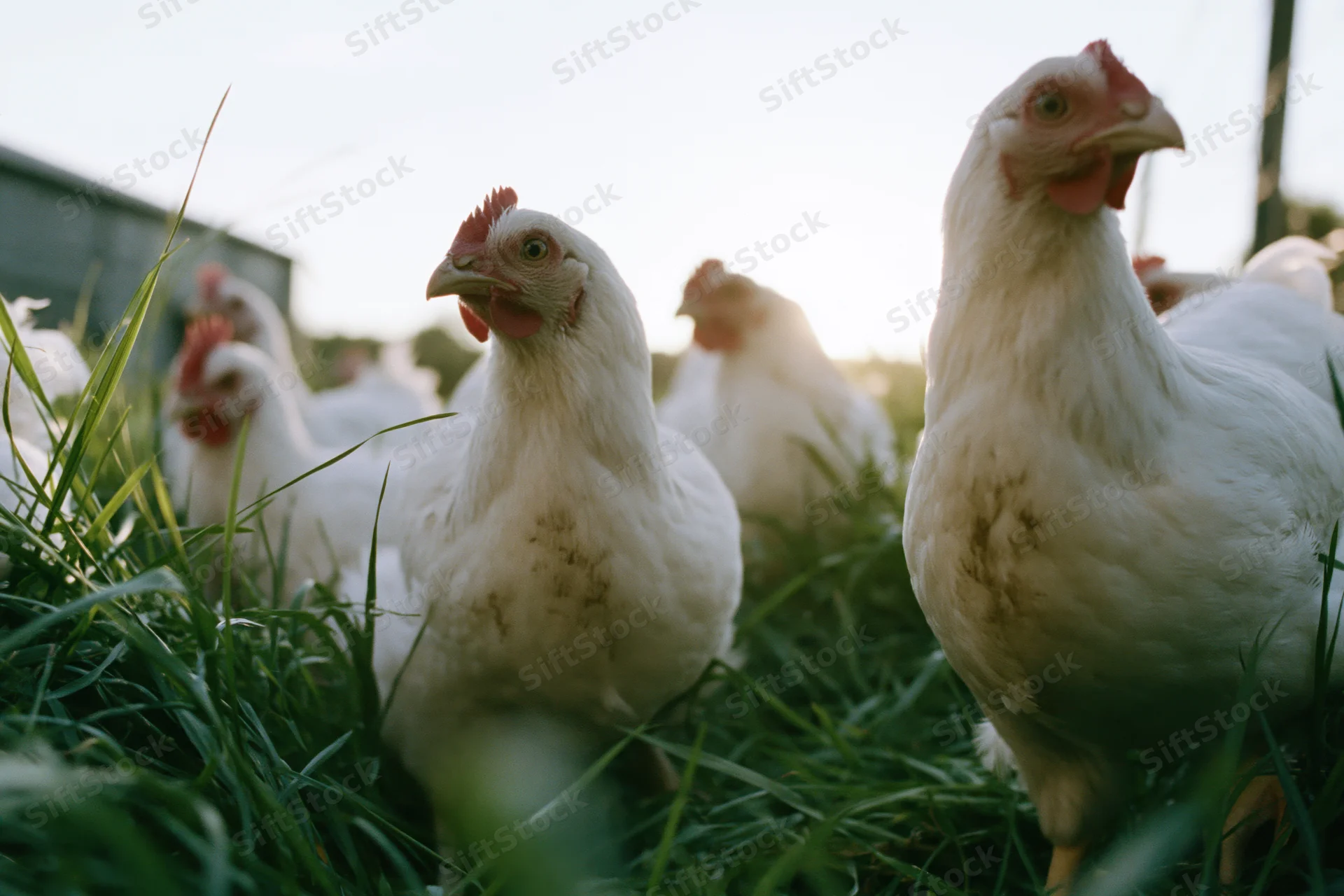 White chickens foraging in tall green grass on a farm at daytime