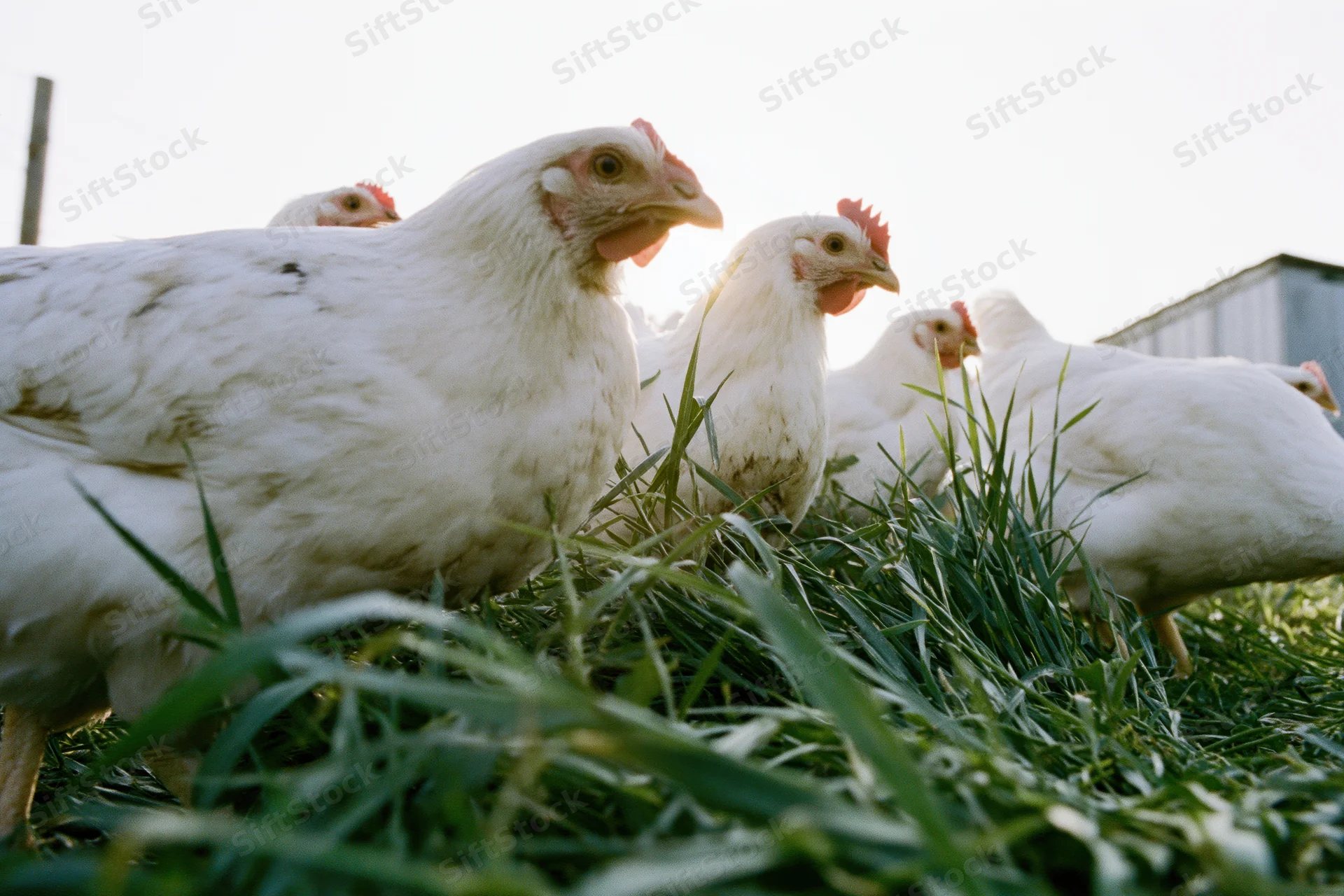 White chickens foraging in tall green grass beside a barn