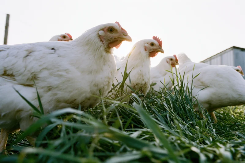 White chickens foraging in tall green grass beside a barn