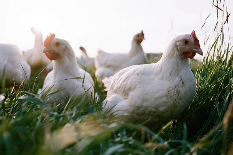 White chickens foraging in tall green grass on a farm field