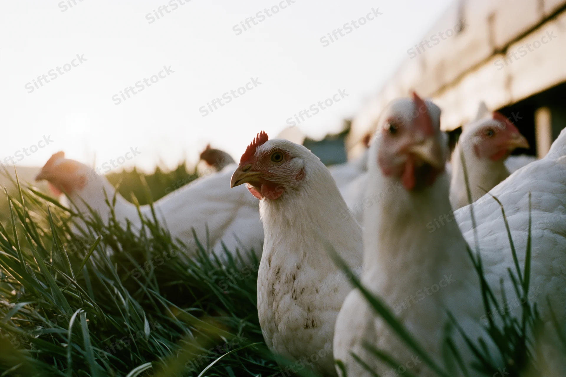 White chickens foraging in long green grass beside a barn at golden hour
