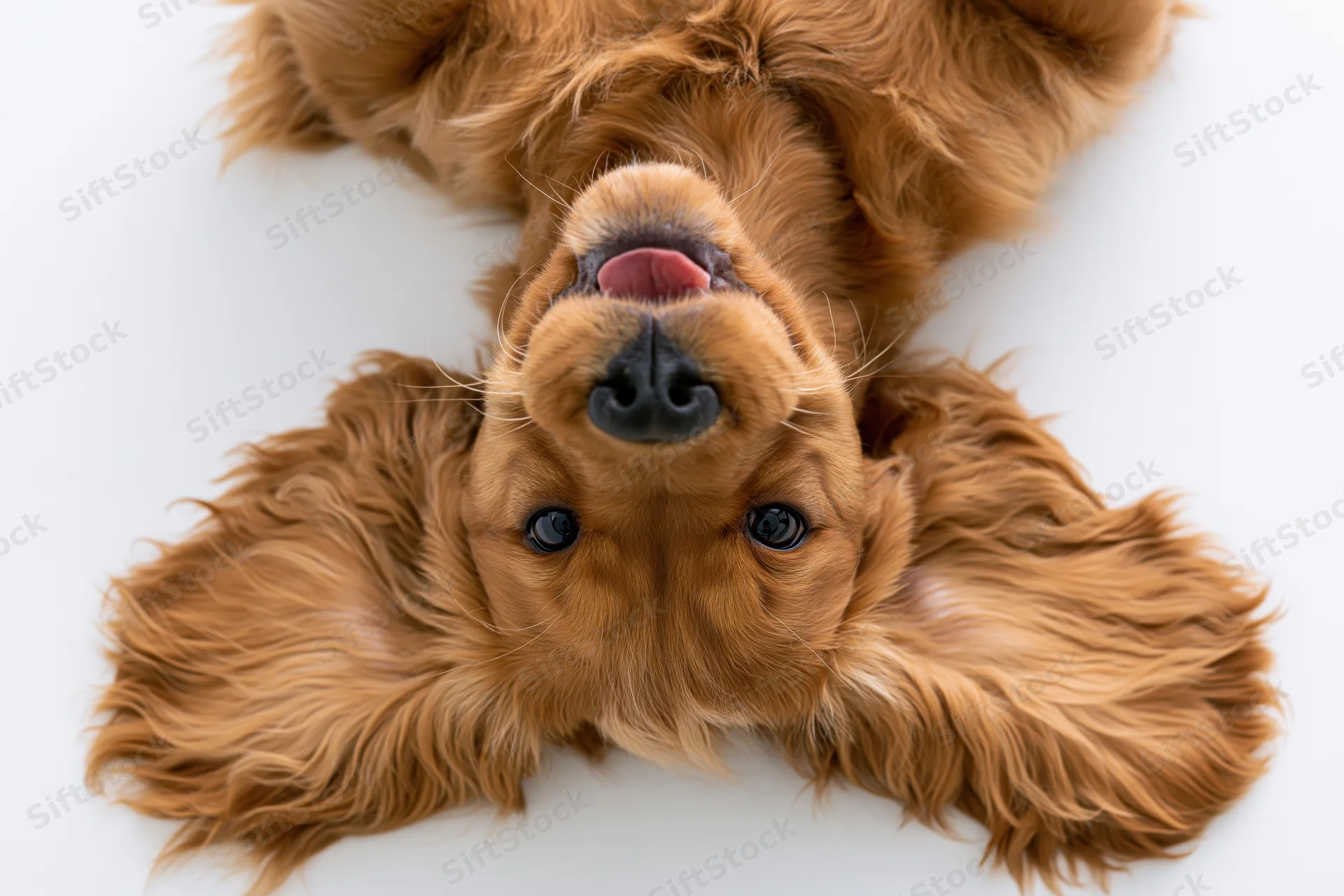 Young english cocker spaniel puppy lying on its back on white background