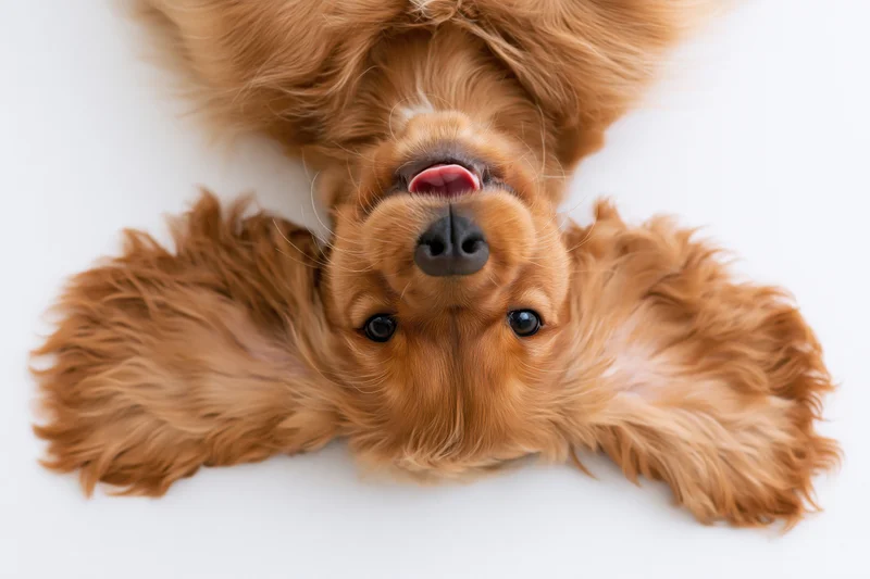 Young english cocker spaniel puppy lying on its back on white background