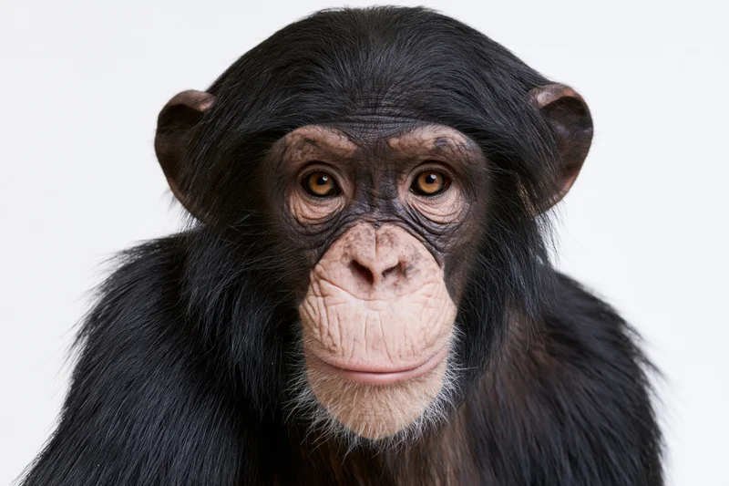 Young chimpanzee facing camera with calm attentive expression in studio portrait