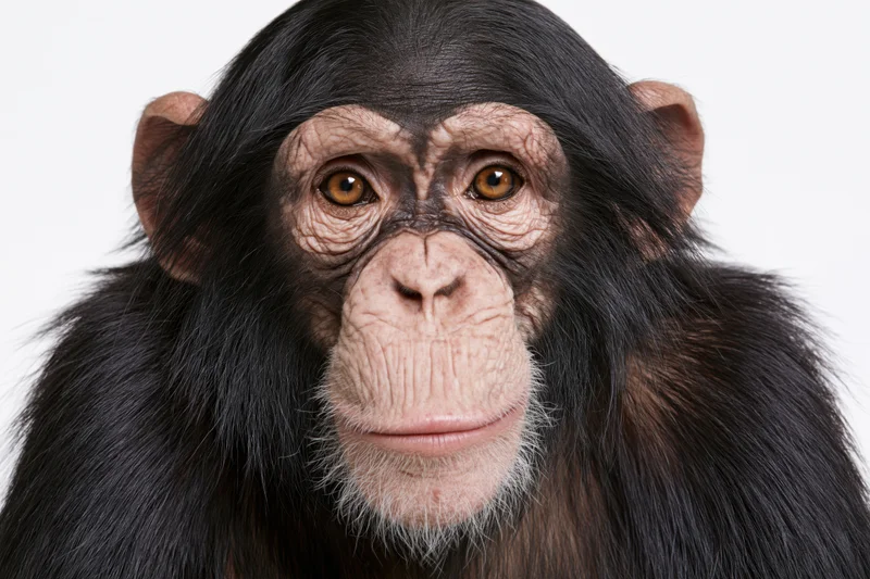 Young chimpanzee facing camera with calm attentive expression in studio portrait