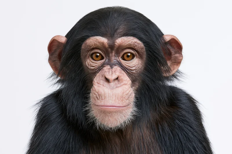 Young chimpanzee facing camera with calm attentive expression in studio portrait