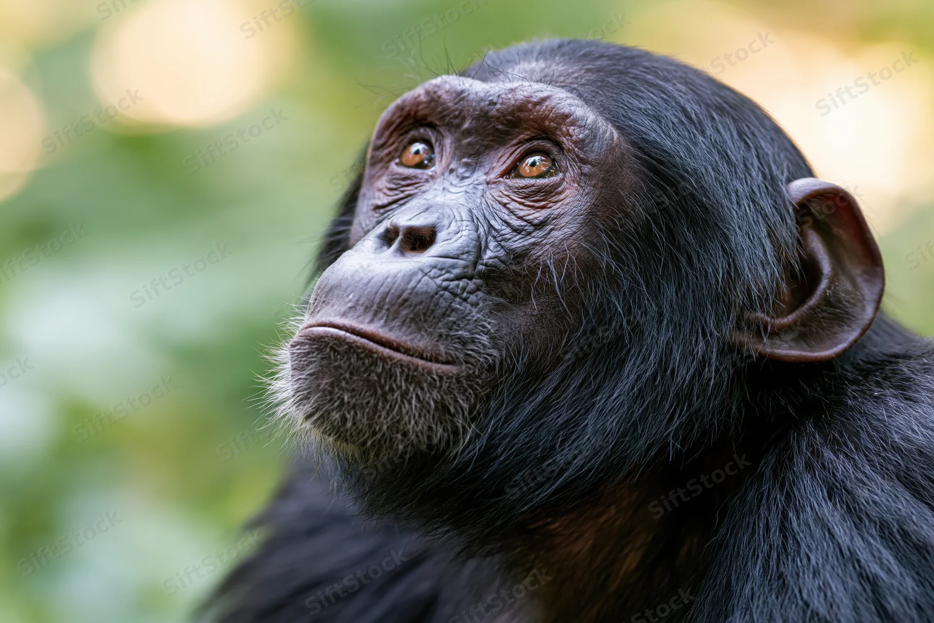 Young chimpanzee gazing upward with a contemplative expression in a forest setting