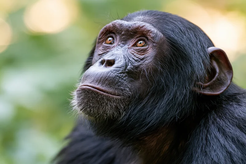 Young chimpanzee gazing upward with a contemplative expression in a forest setting