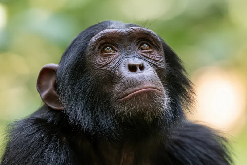 Young chimpanzee gazing upward with a contemplative expression in a forest setting