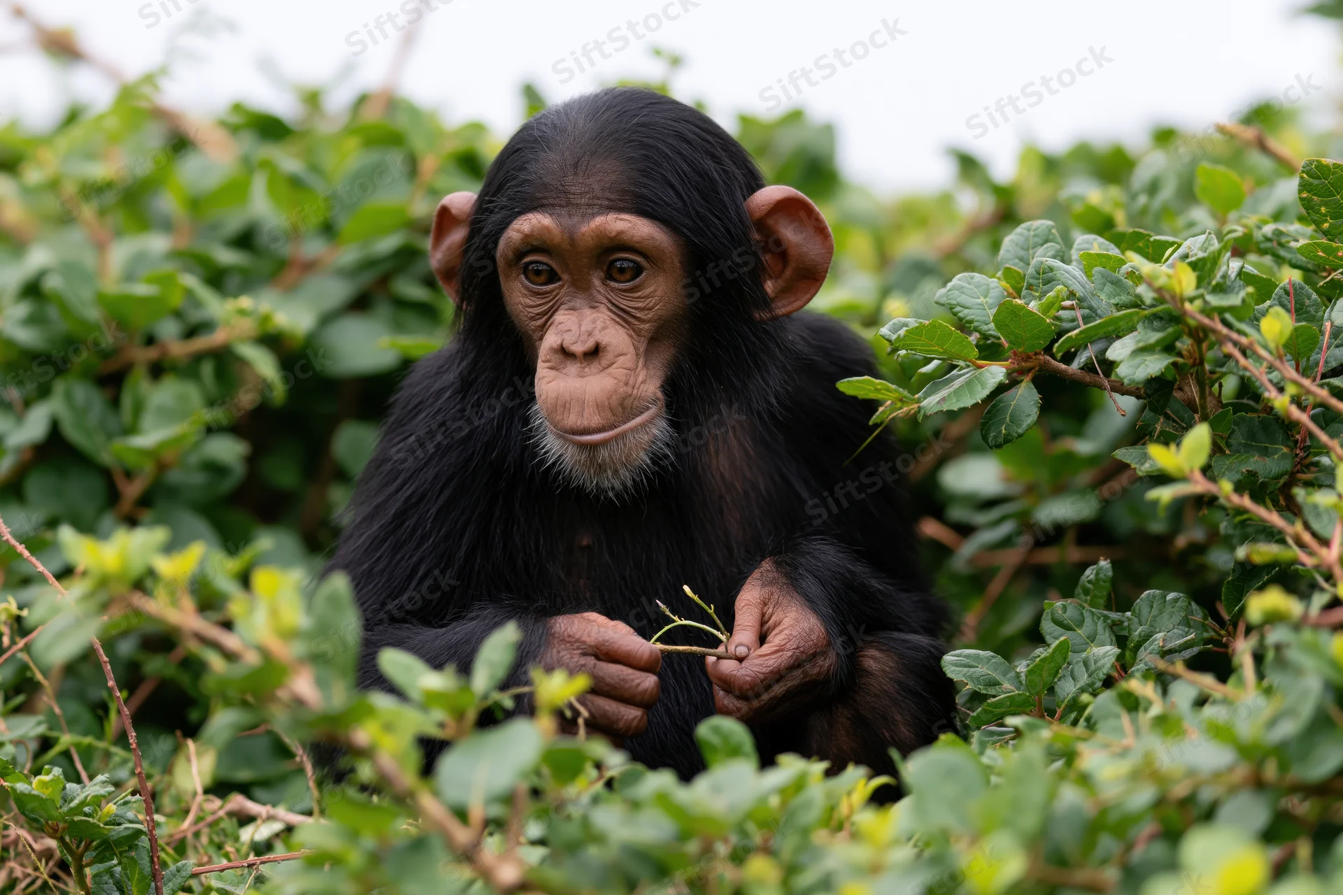 Young chimpanzee sitting among dense green shrubs holding a twig