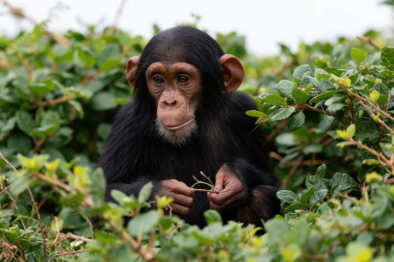 Young chimpanzee sitting among dense green shrubs holding a twig