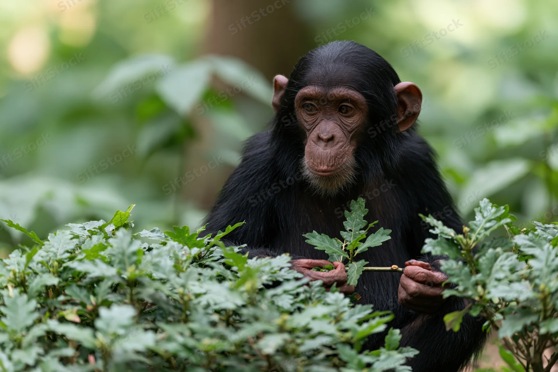 Young chimpanzee holding a leafy branch among dense green shrubs in a forest setting