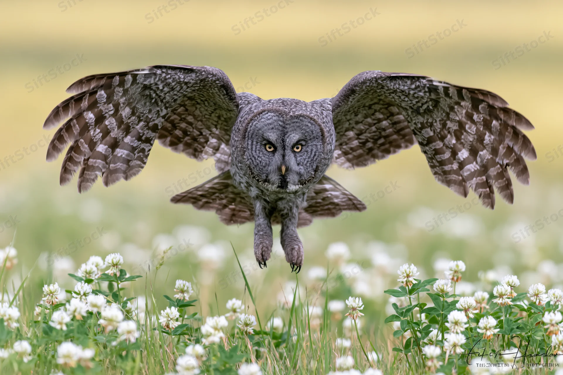 Great grey owl landing with wings spread over a meadow of white clover flowers