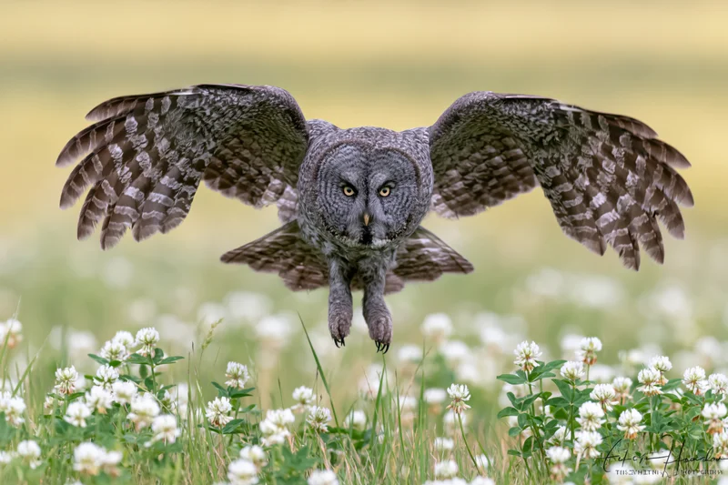 Great grey owl landing with wings spread over a meadow of white clover flowers