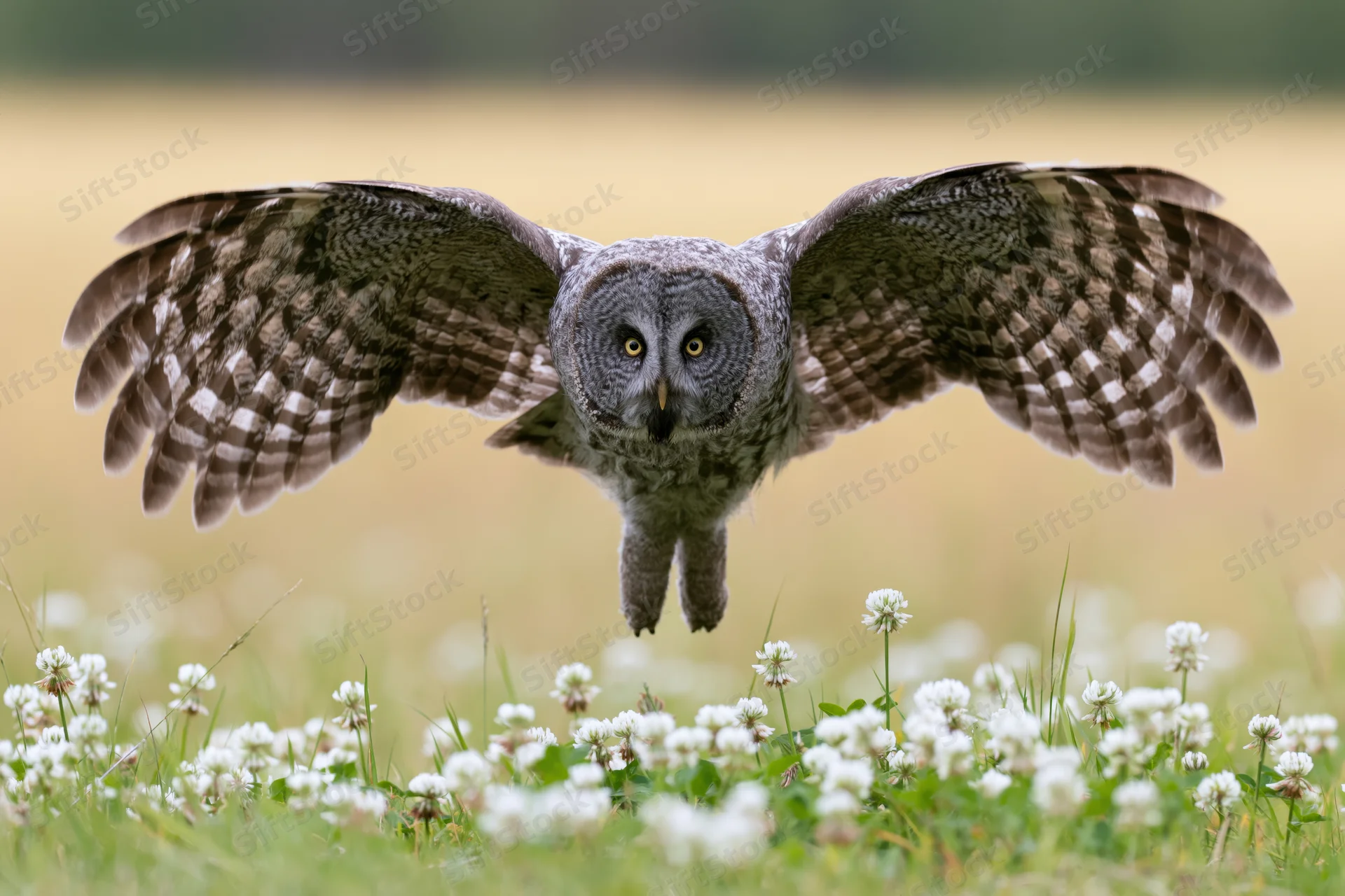 Great grey owl landing with wings spread over a meadow of white clover flowers