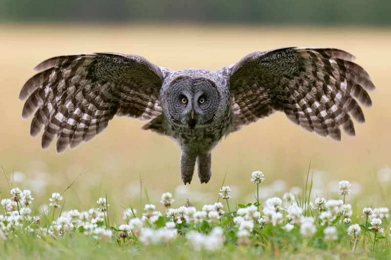 Great grey owl landing with wings spread over a meadow of white clover flowers