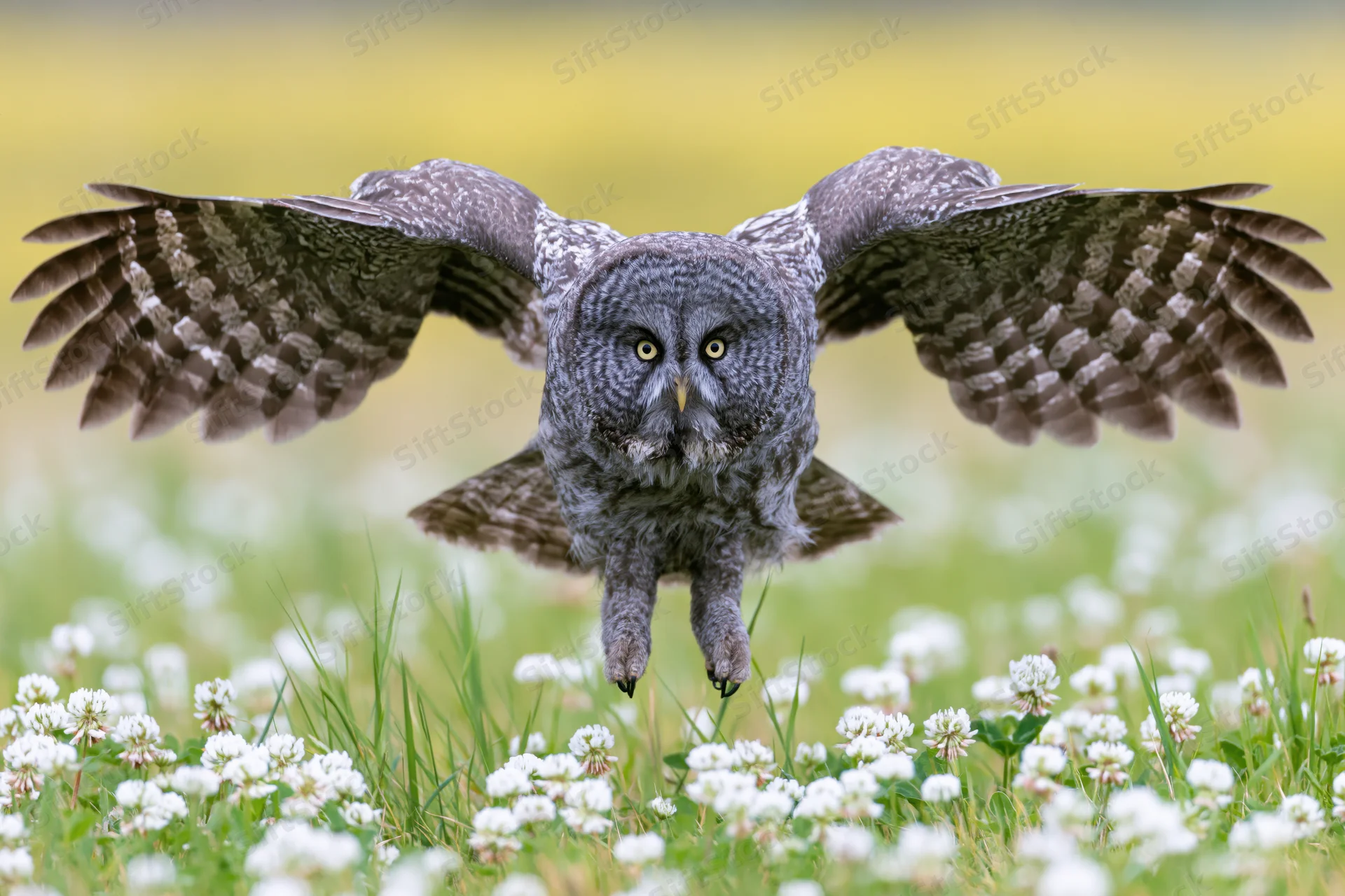 Great grey owl landing with wings spread over a meadow of white clover flowers