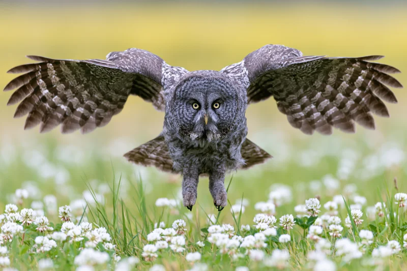 Great grey owl landing with wings spread over a meadow of white clover flowers