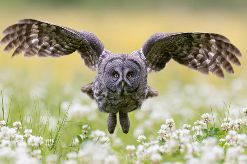 Great grey owl landing in a meadow of white wildflowers with wings spread and eyes focused