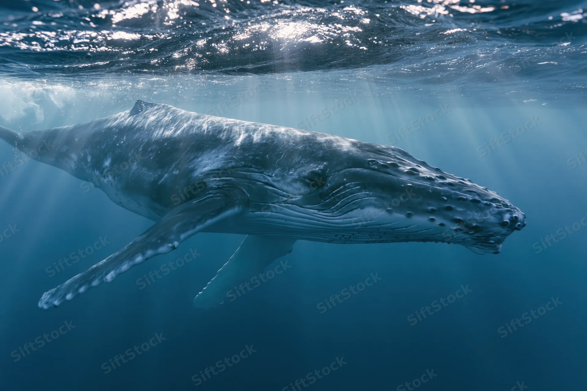 Young humpback whale calf swimming just beneath the ocean surface