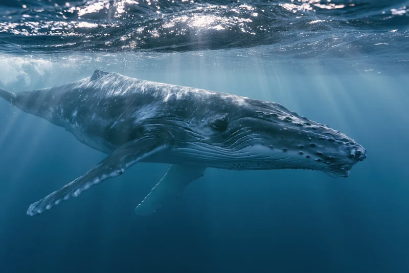 Young humpback whale calf swimming just beneath the ocean surface