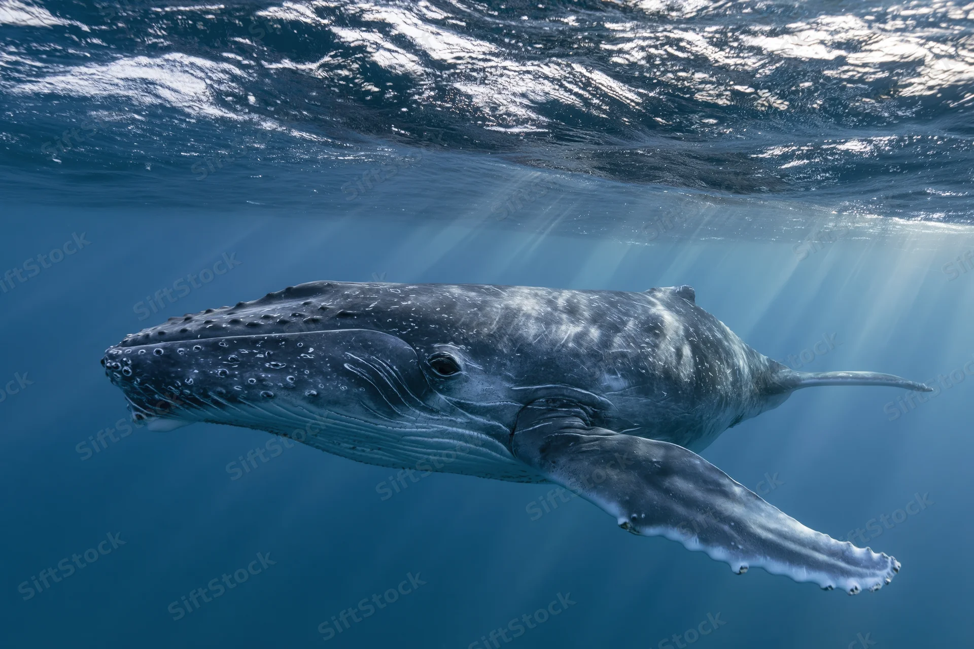 Young humpback whale calf swimming just beneath the ocean surface