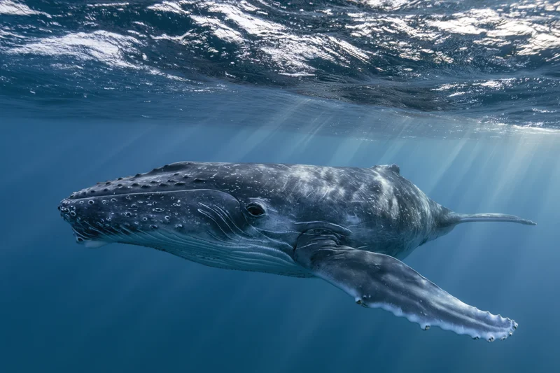 Young humpback whale calf swimming just beneath the ocean surface