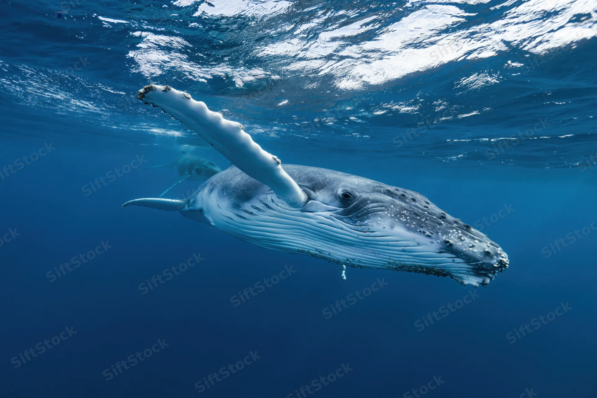 Young humpback whale swimming just below ocean surface with sunlight reflecting on water