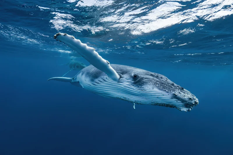Young humpback whale swimming just below ocean surface with sunlight reflecting on water