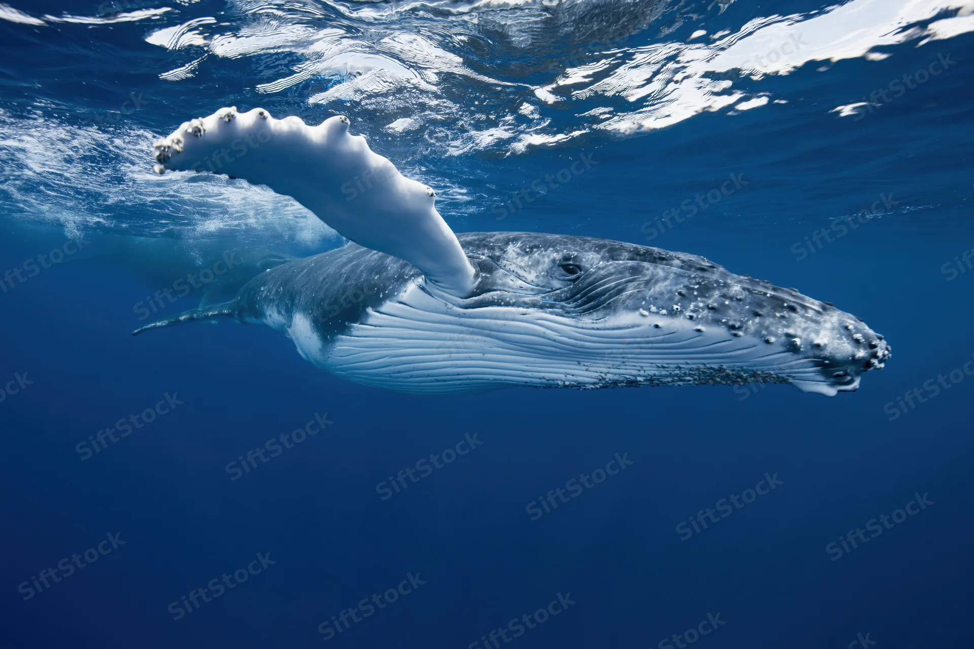 Young humpback whale swimming just below ocean surface with pectoral fin raised